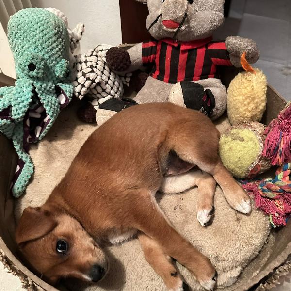 ORNELLA 💗🧸 cerca casa 🏡  Foto 7